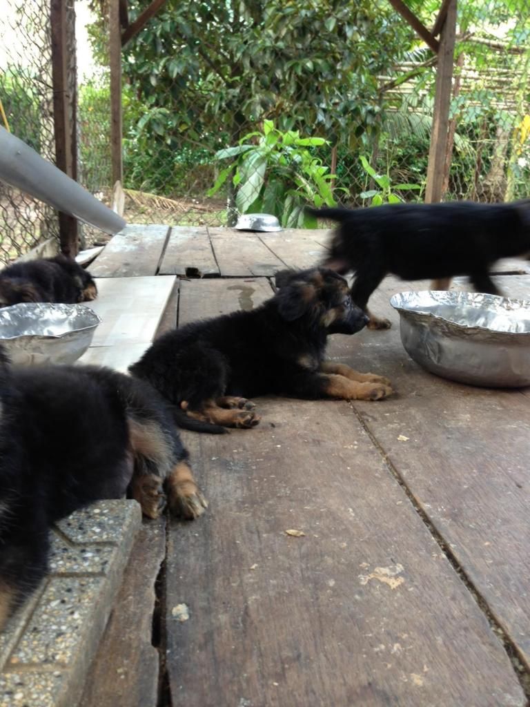 Bầy becgie baby chuẩn bị xuất chuồng