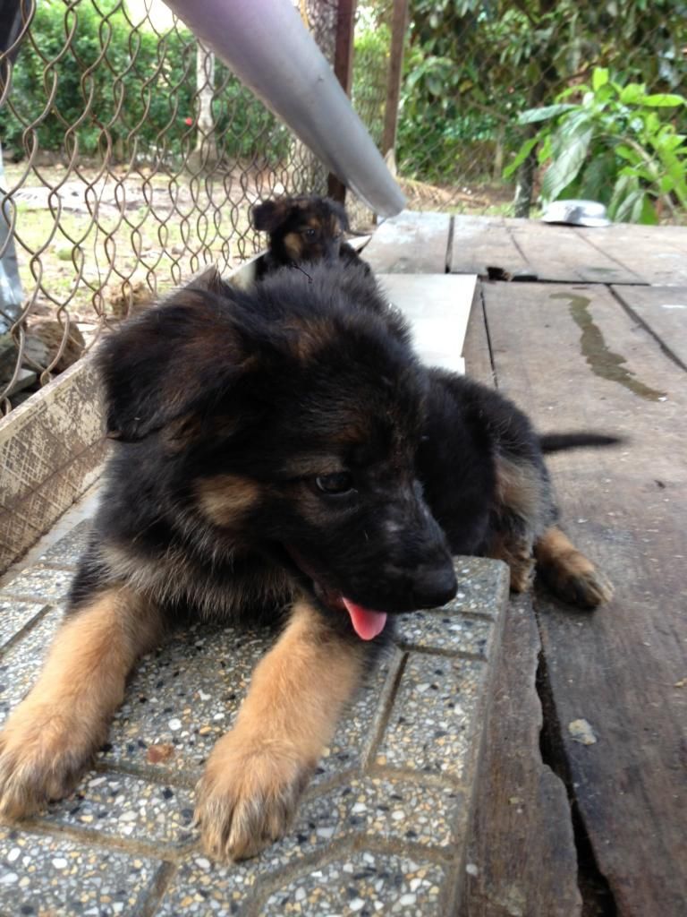 Bầy becgie baby chuẩn bị xuất chuồng - 2