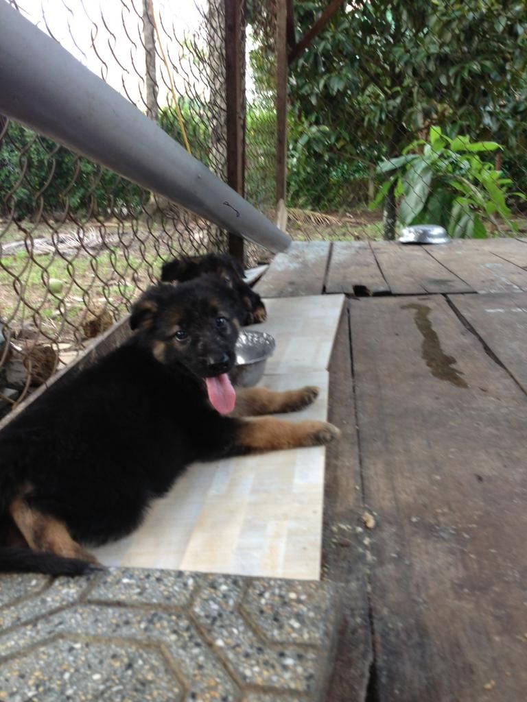 Bầy becgie baby chuẩn bị xuất chuồng - 4