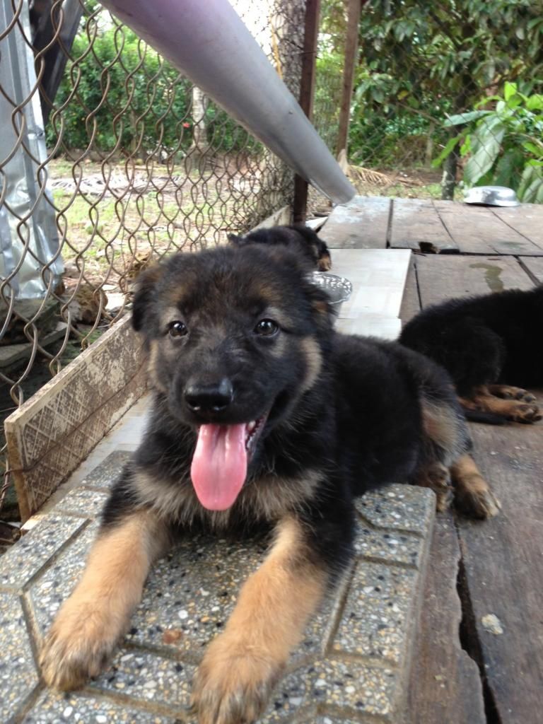 Bầy becgie baby chuẩn bị xuất chuồng - 1