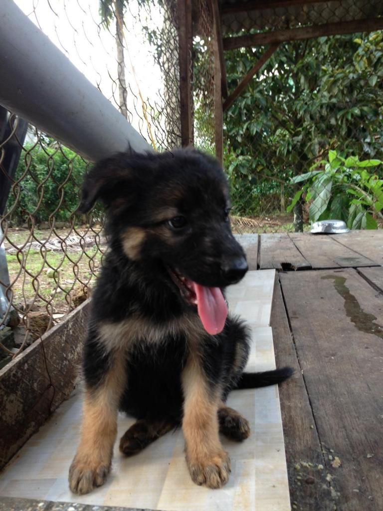 Bầy becgie baby chuẩn bị xuất chuồng - 3