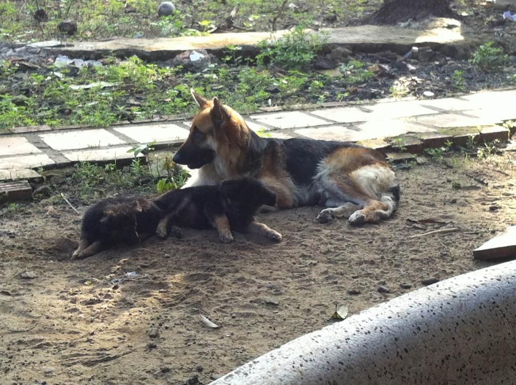 Bầy becgie baby chuẩn bị xuất chuồng - 6