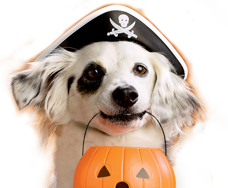  Trick or Treat with your pup this Howl-o-ween! @cupcake_n_bake @milkbone