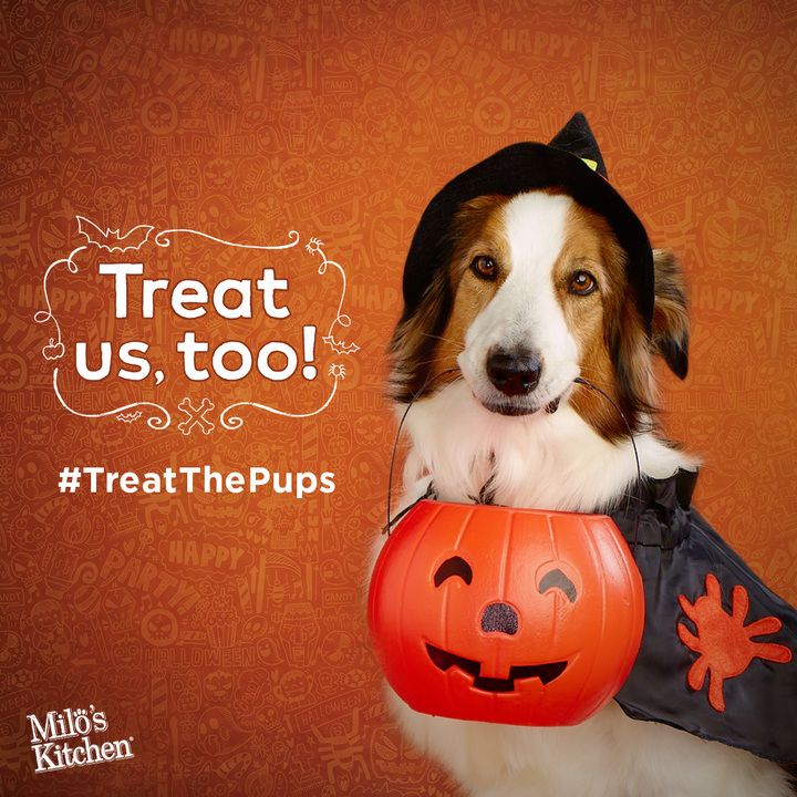 Trick or Treat with your pup this Halloween. @cupcake_n_bake @milkbone