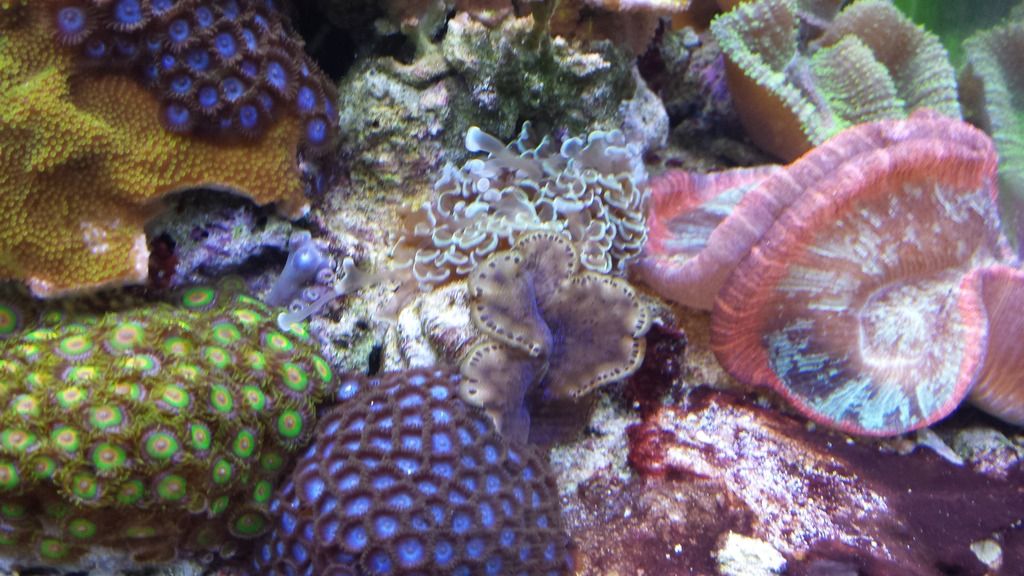 How to Move a Clam? Reef Central Online Community
