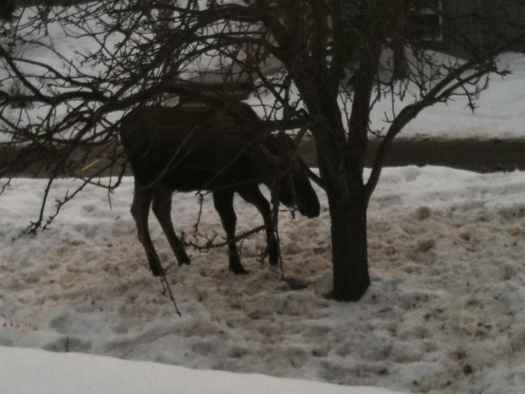 Moose! Moose!