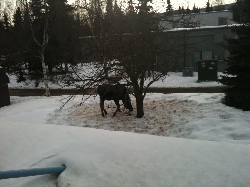 Moose! Moose!