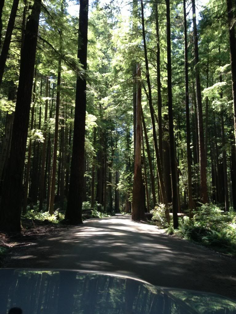 Redwood Forest