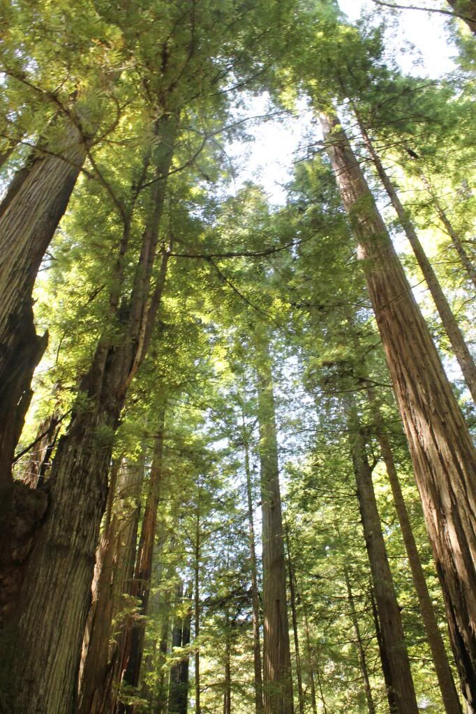 Redwood Forest