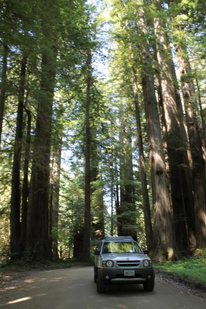 Redwood Forest