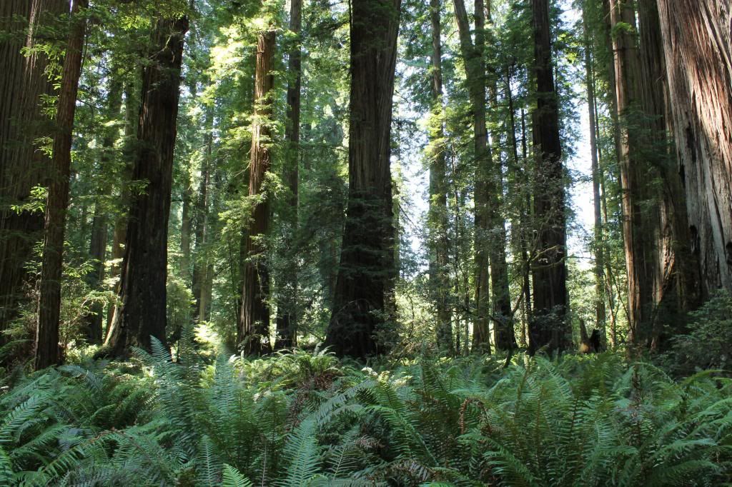 Stout Grove