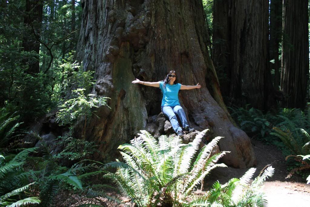 Stout Grove