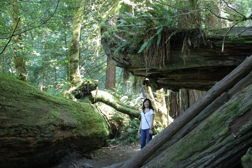 Stout Grove