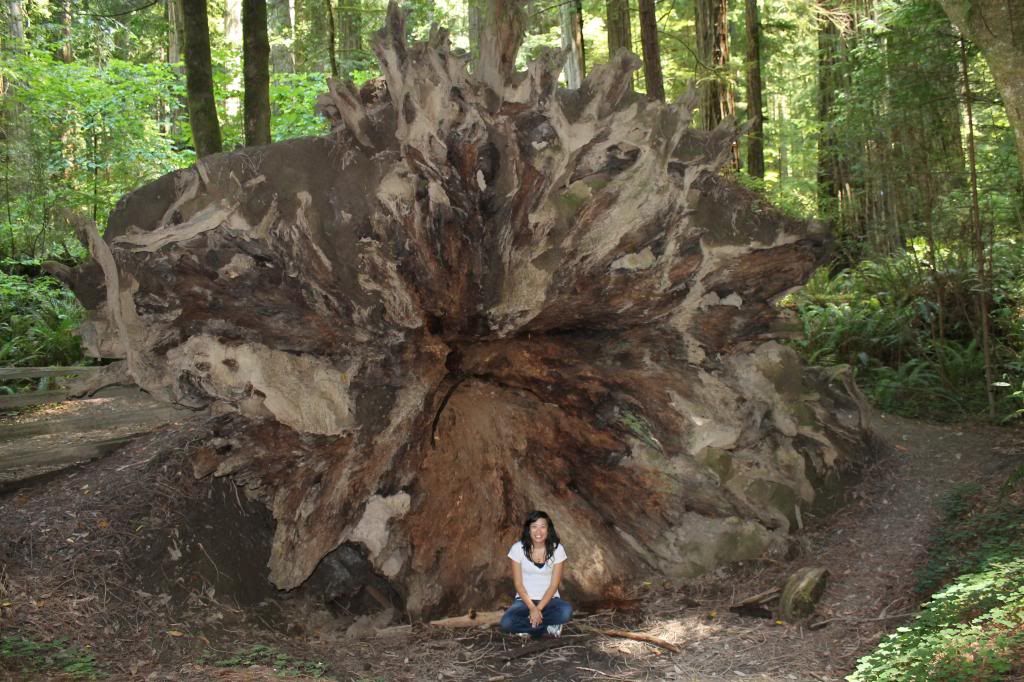Stout Grove