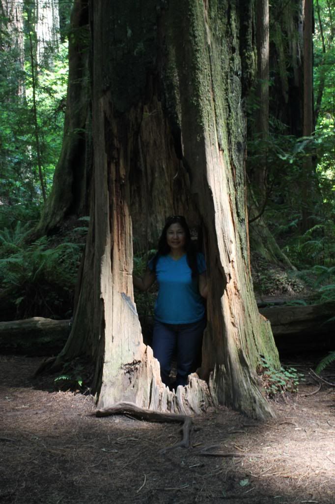 Stout Grove