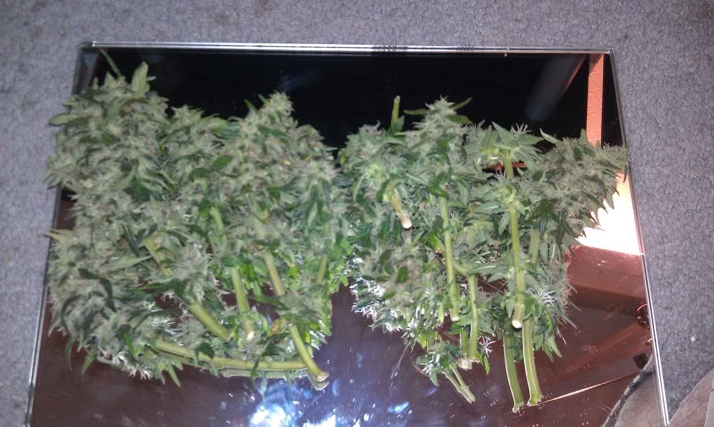 bagseed harvest