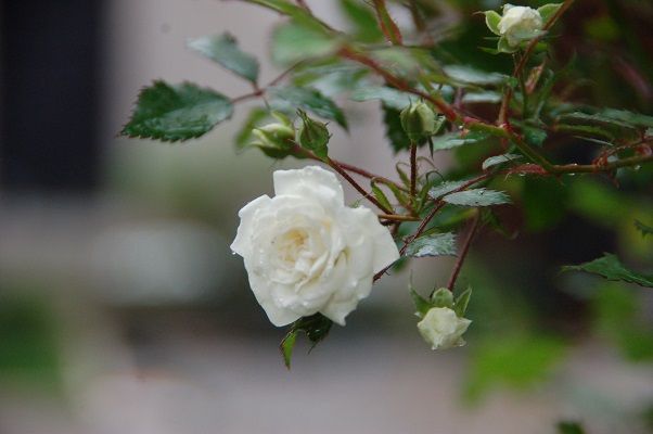 caorlebianca2_zpsa81703fa.jpg