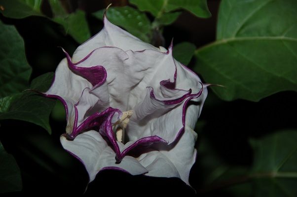 datura.jpg