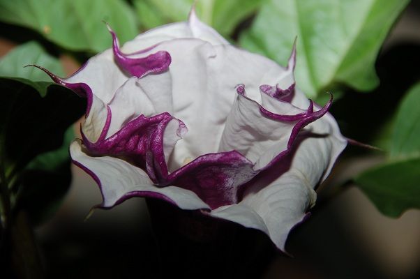 datura1.jpg