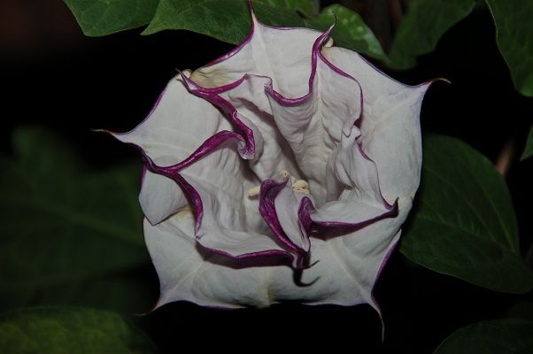 datura2.jpg