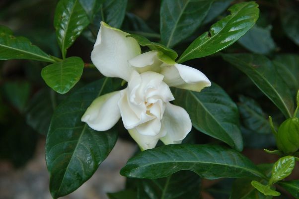 gardenia-1.jpg