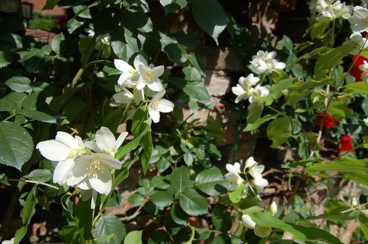 philadelphus.jpg