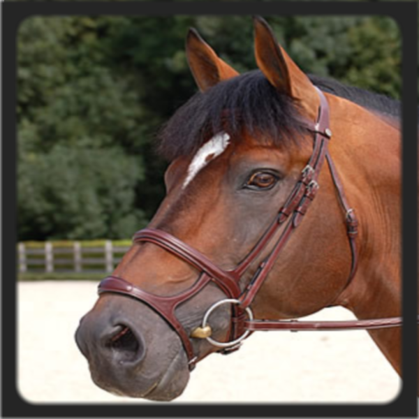 Dyon20double20noseband1_zps2765bf0c.png