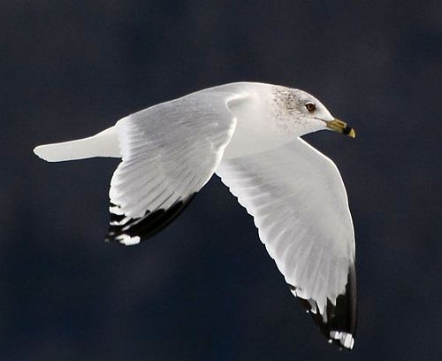 Ring-billed gull photo RBGU-Ring-billed gull-2014-01-15 500_zpshnghmnr4.jpg