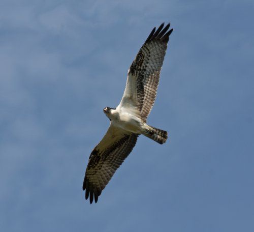  photo Osprey-2015-09-14 -500_zpsub9nu3wo.jpg