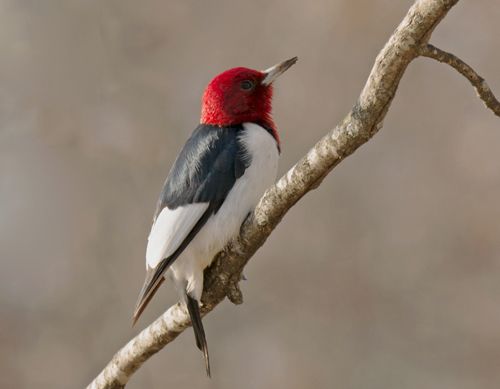  photo Red-headed woodpecker 2014-12-12-500b_zpswdgyj0yr.jpg
