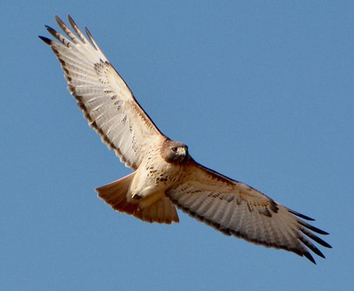  photo Red-tailed hawk-2013-12-11 -500_zpsoar4di0c.jpg