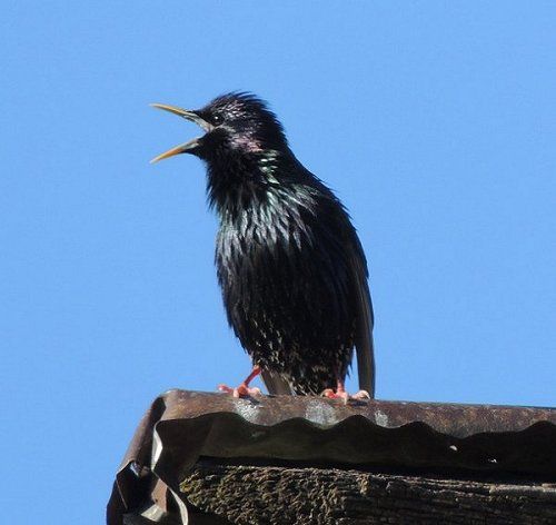  photo starling2013-05-12_zps82427134.jpg