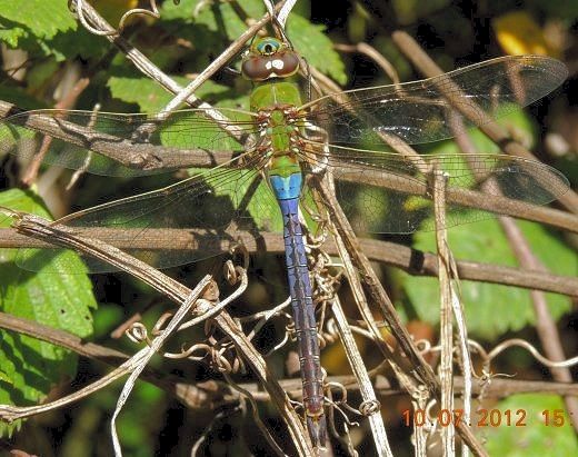  photo Aeshnidae-Anaxjuniusmale-GreenDarner-2013-07-03_zpsbada1315.jpg