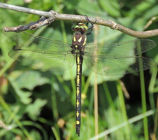  photo Cordulegastridae-Cordulegasterobliqua-ArrowheadSpiketail-2013-06-20-Copy_zpsd261ca2e.jpg