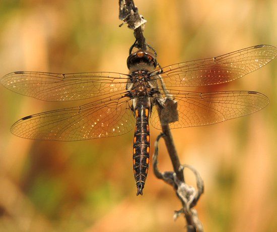  photo Corduliidae-Epithecacostalis-SlenderBaskettail-2013-05-02_zpsc615ad0f.jpg