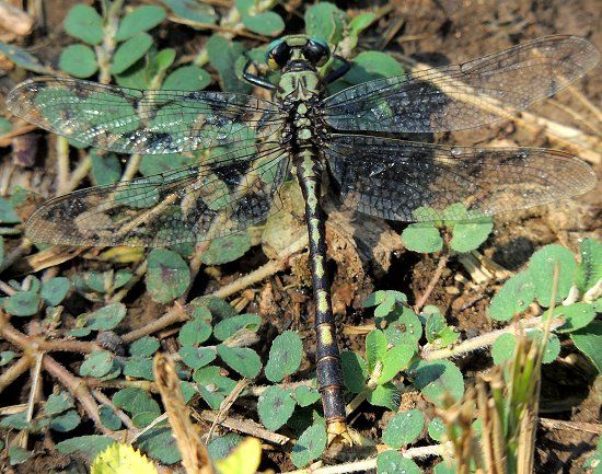  photo Gomphidae-Arigomphusvillosipes-UnicornClubtail-2013-06-24_zps18fad43a.jpg