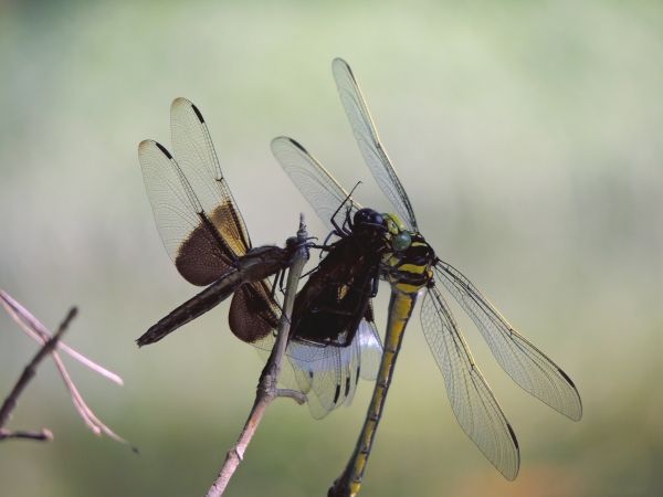  photo Gomphidae-Dragonhunter-HageniusbrevistyluseatingWidowSkimmer-Libellulaluctuosa_zpsa67f8178.jpg