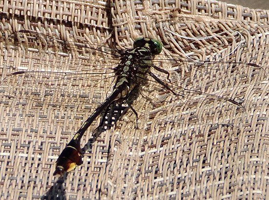  photo Gomphidae-Gomphusdilatatus-BlackwaterClubtail-2013-07-_zpscb4cf8e5.jpg