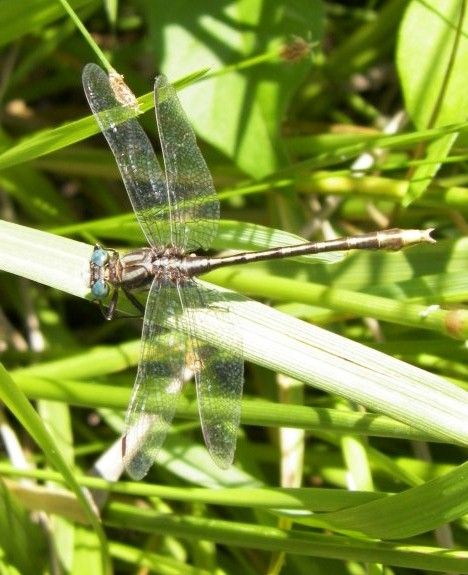  photo Gomphidae-Gomphusexilis-LancetClubtail-orArigomphusfurcifer-LilypadClubtail-2012-05-14_zps243a13bf.jpg