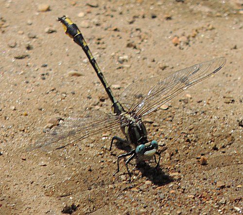  photo Gomphidae-Gomphusexternus-PlainsClubtail-2013-06-27096_zps17b9f8fa.jpg