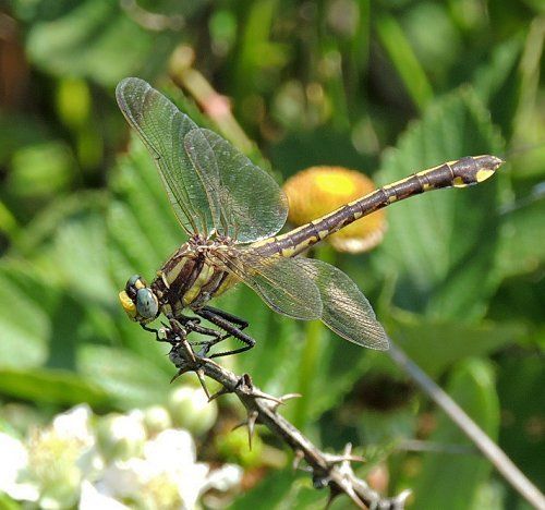  photo Gomphidae-Gomphusozarkensis-OzarkClubtail2013-06-16_zps0cee39ae.jpg