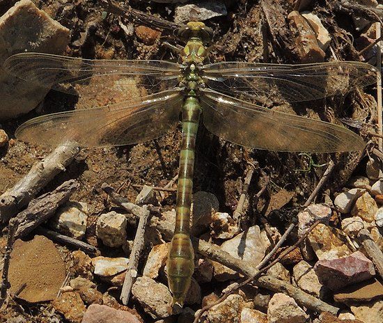  photo Gomphidae-Stylogomphusalbistylus-EasternLeastClubtail-teneral-2013-07-13sh2_zpscde9c314.jpg