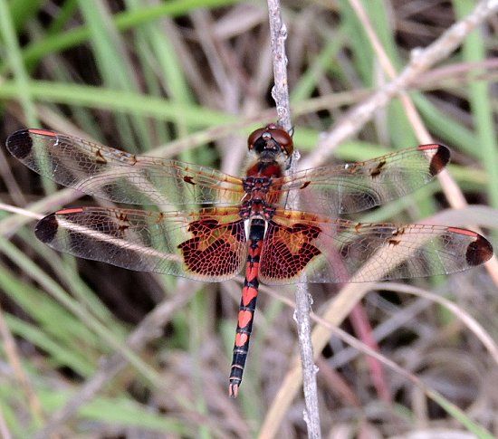  photo Libellulidae-Celithemiselisa-CalicoPennant2013-06-302_zps22921515.jpg