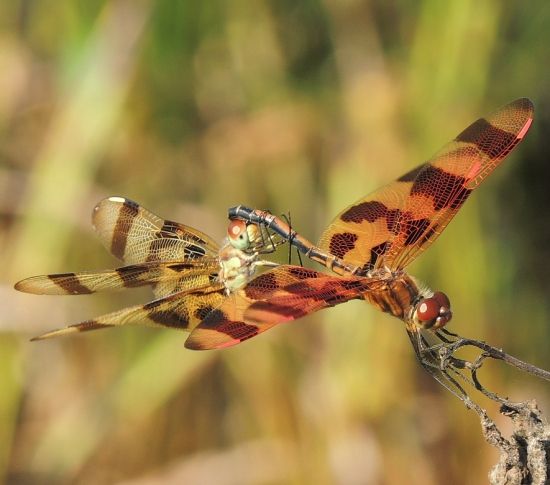  photo Libellulidae-Celithemiseponina-HalloweenPennant2013-07-23_zps8f72d944.jpg