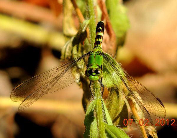  photo Libellulidae-Erythemissimplicicollis-EasternPondhawk_zps65dc9509.jpg