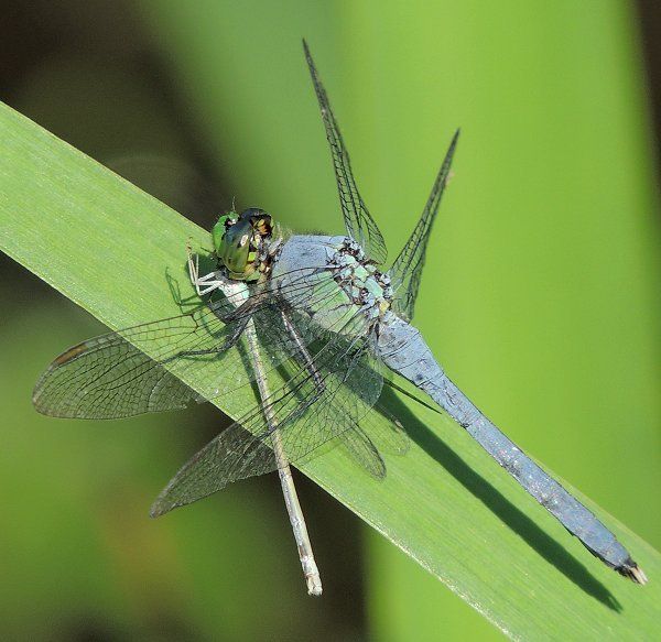  photo Libellulidae-Erythemissimplicicollis-EasternPondhawkmale-2013-06-24083_zps6790da84.jpg