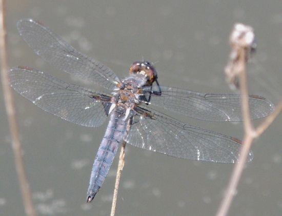  photo Libellulidae-Ladonadeplanata-BlueCorporal-Male-2013-05-14_zps39554c4a.jpg