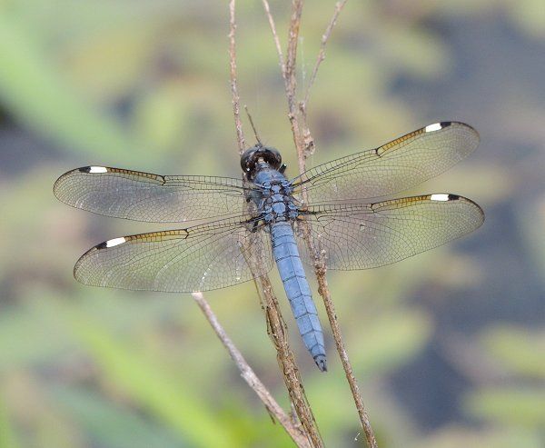  photo Libellulidae-Libellulacyanea-SpangledSkimmer2013-06-17_zps32588fca.jpg