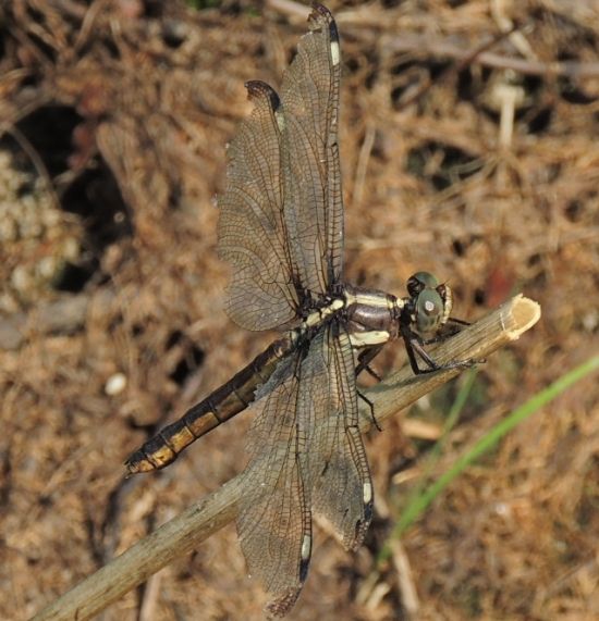  photo Libellulidae-Libellulacyaneafemale-SpangledSkimmer2013-07-23_zpsf31ee8f9.jpg