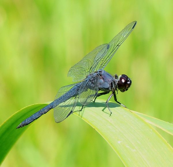  photo Libellulidae-Libellulaincesta-SlatySkimmer-2013-07-17_zps400a7ea8.jpg